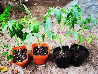 夏野菜の植え付け 其の１ 山梨ヨコハマ行ったり来たり