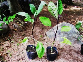 夏野菜の植え付け 其の１ 山梨ヨコハマ行ったり来たり