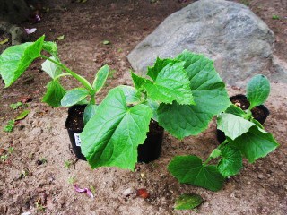 夏野菜の植え付け 其の１ 山梨ヨコハマ行ったり来たり