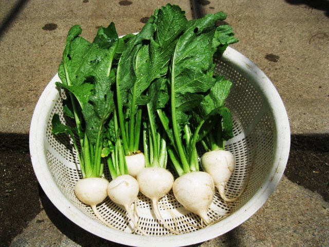 夏野菜の植え付け 其の１ 山梨ヨコハマ行ったり来たり