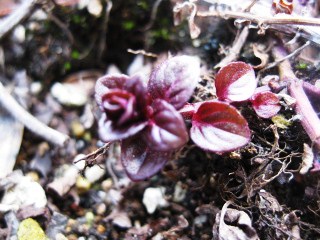 ハーブの新芽 山梨ヨコハマ行ったり来たり