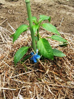 夏野菜の植え付け 其の１ 山梨ヨコハマ行ったり来たり